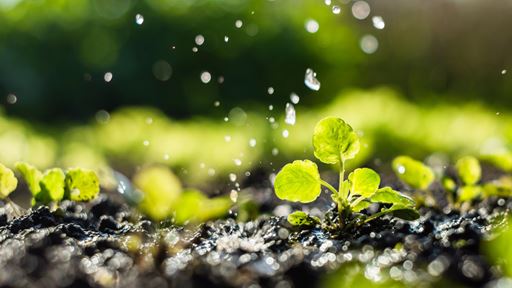 Seedlings in dirt with raindrops. 